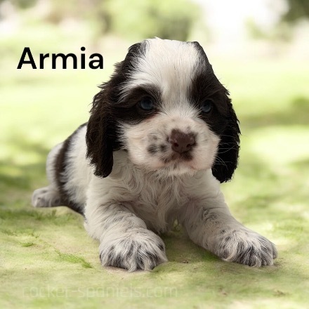 puppy, for, sale, Cocker Spaniel, Joe & Cherri  Overlease, dog, breeder, Miller, MO, dog-breeder, puppy-for-sale, forsale, nearby, find, puppyfind, locator, puppylocator, aca